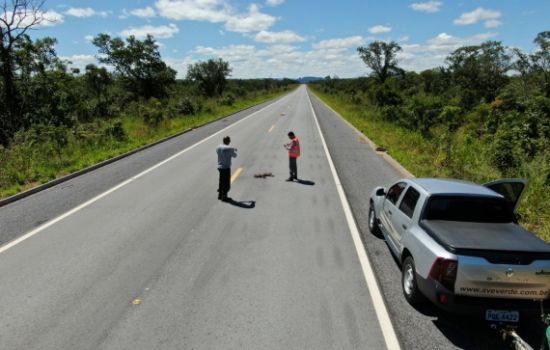Monitoramento de Fauna Atropelada e Passagens de Fauna