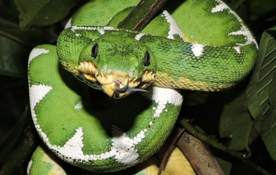 Monitoramento de Fauna e Flora