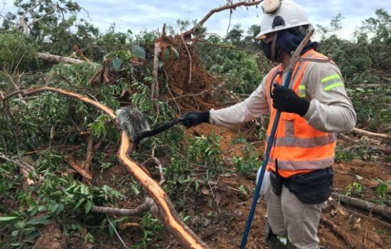 Resgate e Salvamento de Fauna e Flora